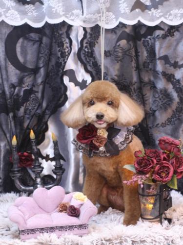 20231029バディくん